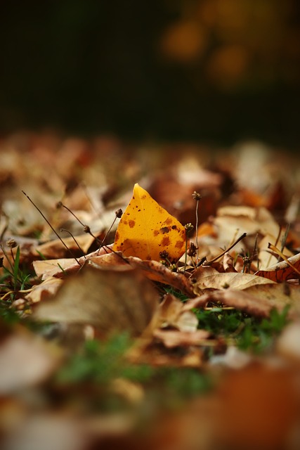 主力球员 主力球员